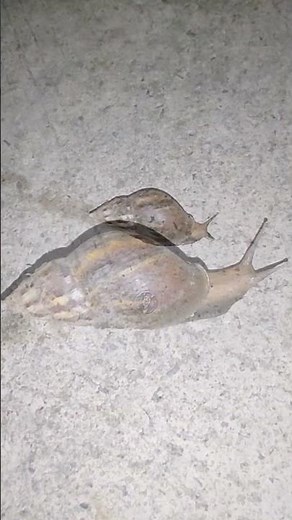 L’escargot géant africain, Achatina fulica, est l’un des plus gros escargots terrestres au monde