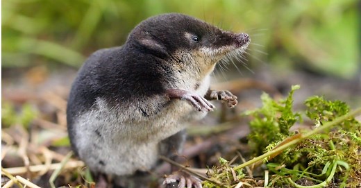 Shrew vs Mole: 5 Key Differences