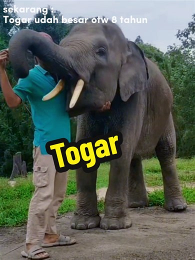 Togar adalah salah satu bayi gajah korban jerat yang berhasil survive. Jerat sering memakan korban anak gajah karena ukurannya yang pas dengan kaki gacil. Beruntung Togar berhasil dievakuasi meski kawananan dan induknya gak ditemukan. Dulu viral banget beritanya sampai masuk ke TV nasional dan sempat didatangan Ibu Sri Mulyani dan dijadikan anak asuh atau gajah kesayangan ibu Sri Mulyani, yang menunjukkan komitmen Pemerintah (melalui dukungan anggaran dan konservasi) terhadap perlindungan gajah 