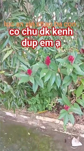 bonsai #comom tree #landscape tree #bamboo tree #trendyyoutube