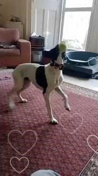 🐾 Boby’s Foster Diary: Entry #3 – Fox Watching & The "Puppy" Transformation! 🐾