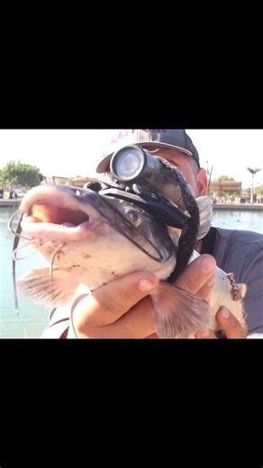 Underwater Adventure: Exploring with a Camera Strapped on a Catfish