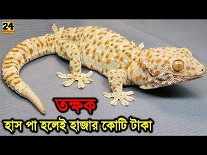 যে কারনে একটি তক্ষক এর দাম হাজার কোটি টাকা পর্যন্ত হতে পারে কেন দেখুন !! Tokkhok Price In Bangladesh