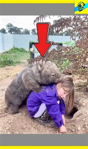 Wombat Ki Majboot Butt Ka Secret 😱 | Australia Ka Sabse Unique Animal #short
