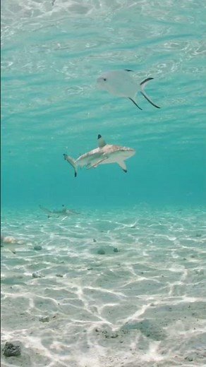 Blacktip Reef Shark | Only One