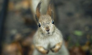 Watch Germans Try to Pronounce the Word Squirrel