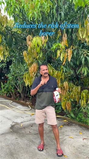 Thera Agro Resort on Instagram: "Delay monsoon afftecta the flowering of Mango plants. New branches emerges which results in delay flowering and delay Mango fruits. We apply 0:52:34 liquid fertilizer spray which helps in flowering and maturing the new developed branches . Applying bordo paste mixture on stem reduces the risk of stem borer."