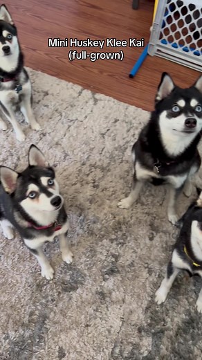 kleekaipuppies4sale (@kleekaipuppies4sale)’s videos with Fighter - Royal Deluxe
