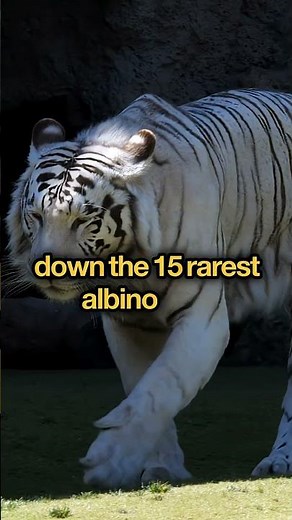 You Won’t Believe These Albino Animals Exist