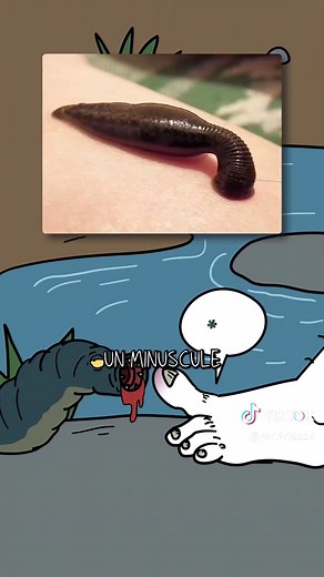 C’est quoi une sangsue ? Et surtout pourquoi les sangsues adorent sucer ton sang ?