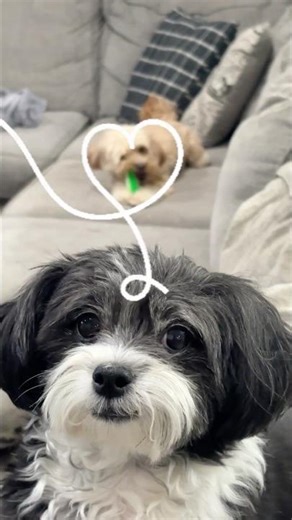 Your Big Sister Is Your Best Friend #dogshorts