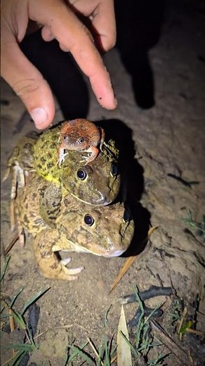 Catching and touching funny frogs | Laugh out loud of funny frog | Frog catcher funny