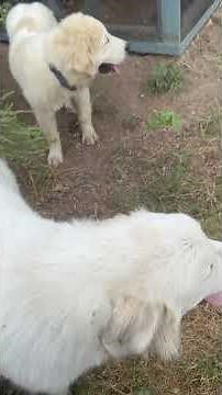 Chachi Steals a Kiss from the Jersey Cow 😍