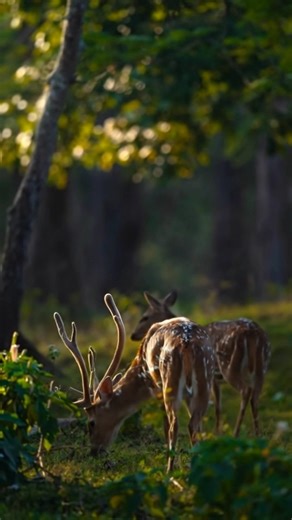 Beautiful Deer in the Forest 🦌 | Peaceful Wildlife Moment