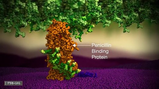 How Penicillin Works | Videos