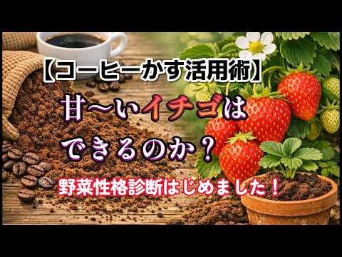 【イチゴ栽培実験開始】コーヒーかすの活用術と、鶏糞が土壌に与える意外な影響を徹底解説！【独りぼっちの園芸部】