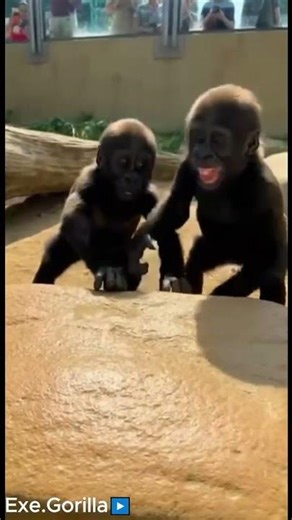 Funniest Baby Gorilla Pranks Compilation 😂🐵💦💥