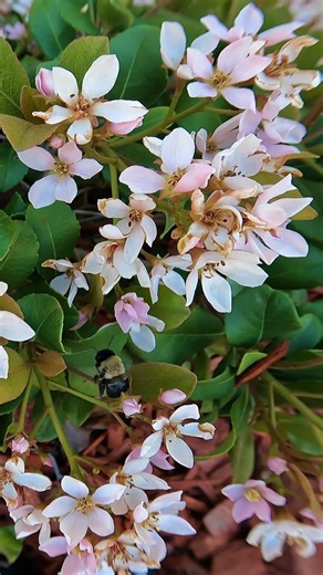 Bumblebee Buzzing Flower to Flower 🌸🐝 (Relaxing Nature Sounds)