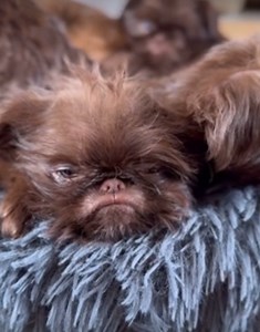 My Sleepy Dog: Too Cute to Wake Up