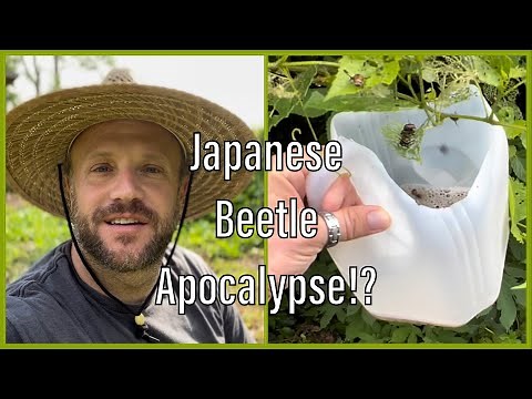 How to DIY Build a Trap to Stop, Trap, and Kill June Bugs (Japanese Beetles)!