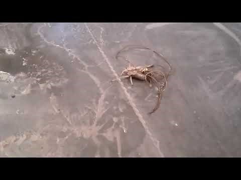 Cricket Insect Infested With Parasite Worms - 1076365