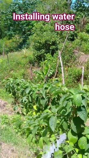 Installing a Hose Line from Our Natural Spring Water Source | Farm Water System Setup