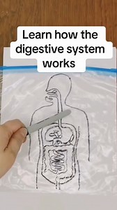 Learn how the digestive system works with this easy science activity! Children can trace the path of food as it passes through the digestive system; it’s a fun and interactive way to get children thinking about the way that the human body processes food 🥗 #classroomactivities #scienceeducation | Twinkl Resources
