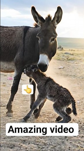A newly born donkey lovingly caring for and feeding her foal – a beautiful videoanimalbirth #birth.