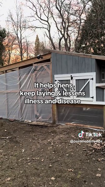 Winterizing Your Chicken Run for Happy Hens