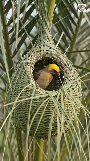 Amazing Birds Building Their Nests Nature's Incredible Architecture #naturedocumentary #wildlife