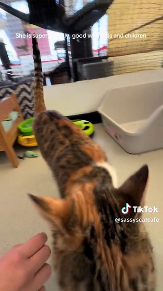 Visit Sassy’s Cat Cafe This Spring in Adelaide