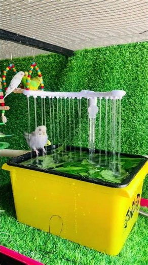 Budgies