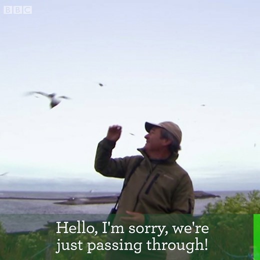 Being a TV presenter is a pretty glamorous job until you start getting dive-bombed by arctic terns! 😂 | BBC Springwatch