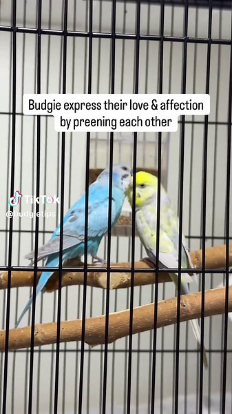 Celebrating Budgie Love: A Joyful Parrot Video