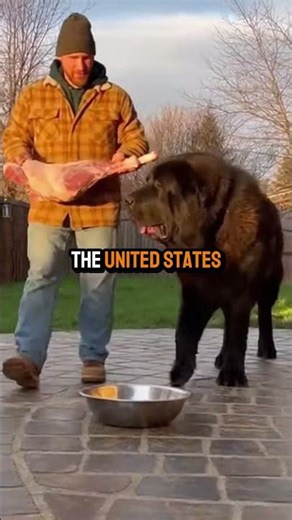 Meet Kong - 250lb Alabai Dog, Biggest of Its Breed Ever Recorded 💀 #shorts