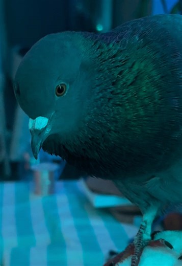 Funny Moments with My Pet Pigeon