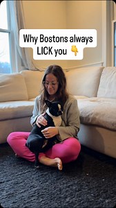 Why Boston Terriers lick so much 🐾 It’s not random and it’s usually not a “bad habit.” 🐾Instinct from puppyhood Mothers lick puppies to soothe, clean, and regulate them. That wiring stays. ❤️Bonding & affection For velcro breeds like Bostons, licking = connection. 🩶Emotional regulation Licking releases calming chemicals for dogs (and sometimes you too). 🫶🏻Trust & attachment They lick people they feel safe with. 🥹Highly intuitive breed Boston Terriers are extremely people-focused and emotio