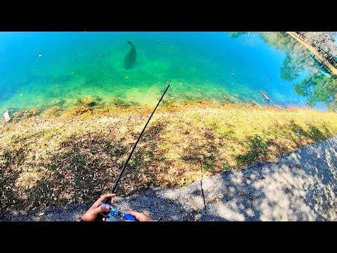 HUGE BASS in CRYSTAL CLEAR WATER!!