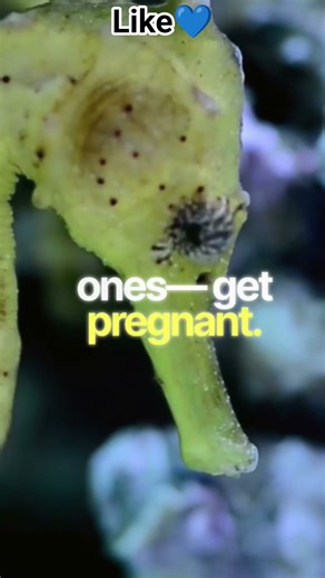 😱 Mystery in oceans 🐋✨#Ocean facts #Animal facts #Marine life #Fun facts #Did you know #Sea facts