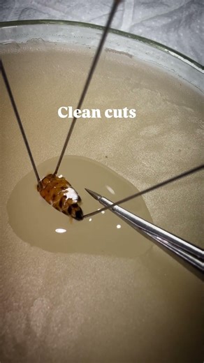 DNA 🧬 extraction in honey bees requires high precision surgical skills #honeybee