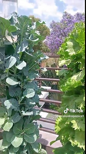 Transforming Small Spaces into Lush Gardens with Hydroponics