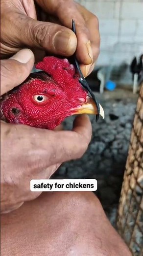 🐓 Chicken Safety Guide | Essential Tips for Safe & Proper Poultry Care #shorts #chicken #birds