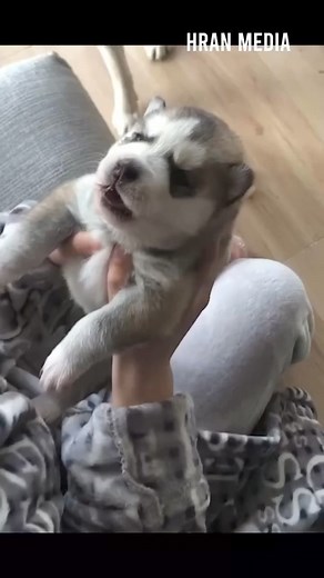 6.5K views · 157 reactions | Cute puppy howling first time  | Husky Lovers World | Facebook