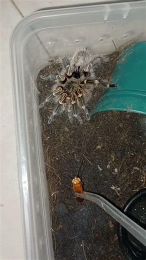 chaco golden knee. #shorts #exomatictv #tarantula