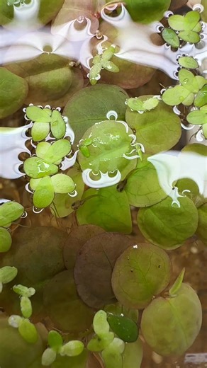 Betta Rubra fry eating baby brine shrimp for the first time #bettafish | Rift 2 Reef Aquatics
