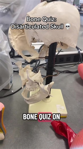 Bone quiz: Disarticulated skull 💀 Comment your score! #anatomy #skull #quiz #bones #trivia