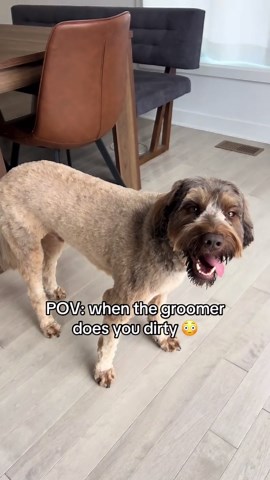 Bronco’s Grooming Adventure | Labradoodle Makeover