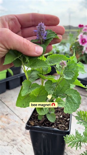 Exploring Agastache Varieties for Texas Gardening