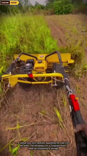 Vegetable Cutting Process | Workers Using Tools to Slice Vegetable #skilledworkers #farming