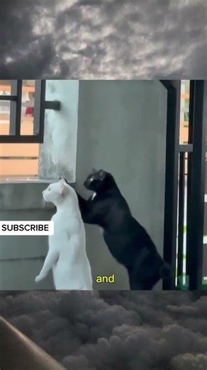 Two Curious Cats Listen to Neighbors Arguing 😂🐱 #shorts